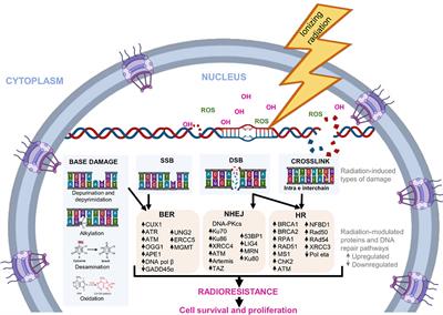 Biological Adaptations of Tumor Cells to Radiation Therapy